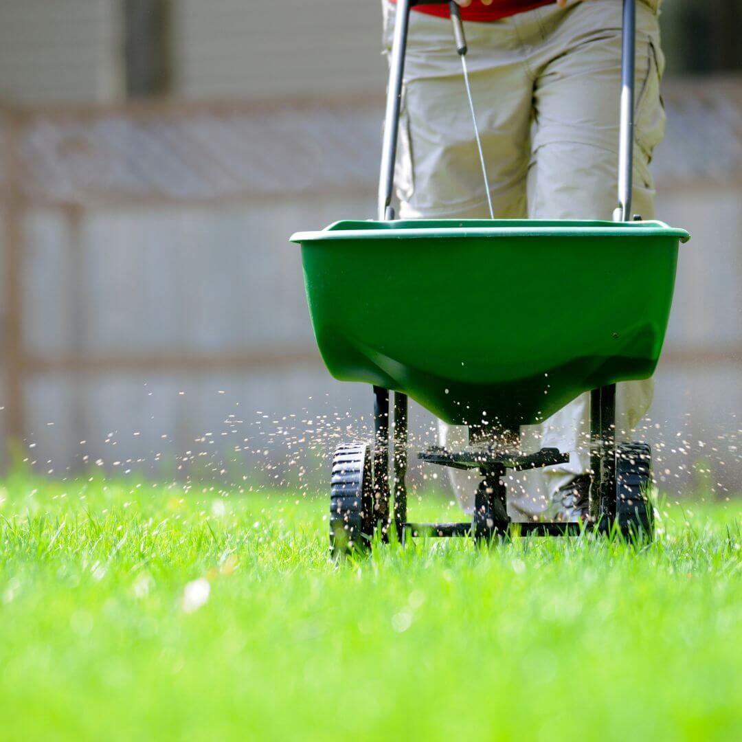 Complete Guide To Overseeding Your Lawn Simply Green Lawn Care Plus