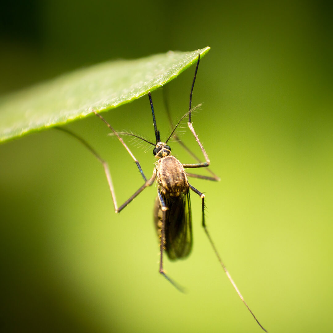 When Neighbors Are the Cause of Your Mosquito Problems