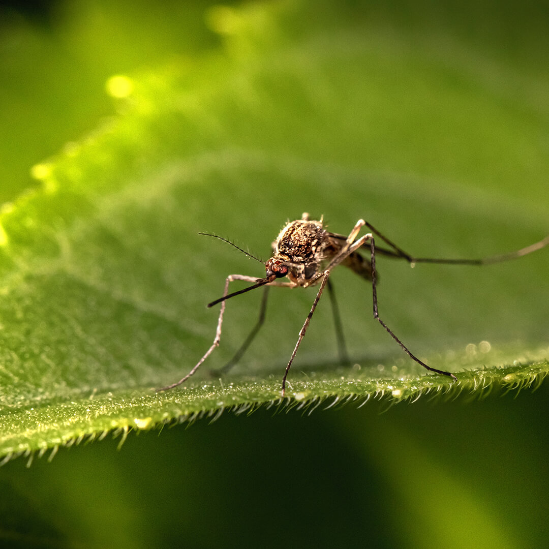 mosquito on leaf