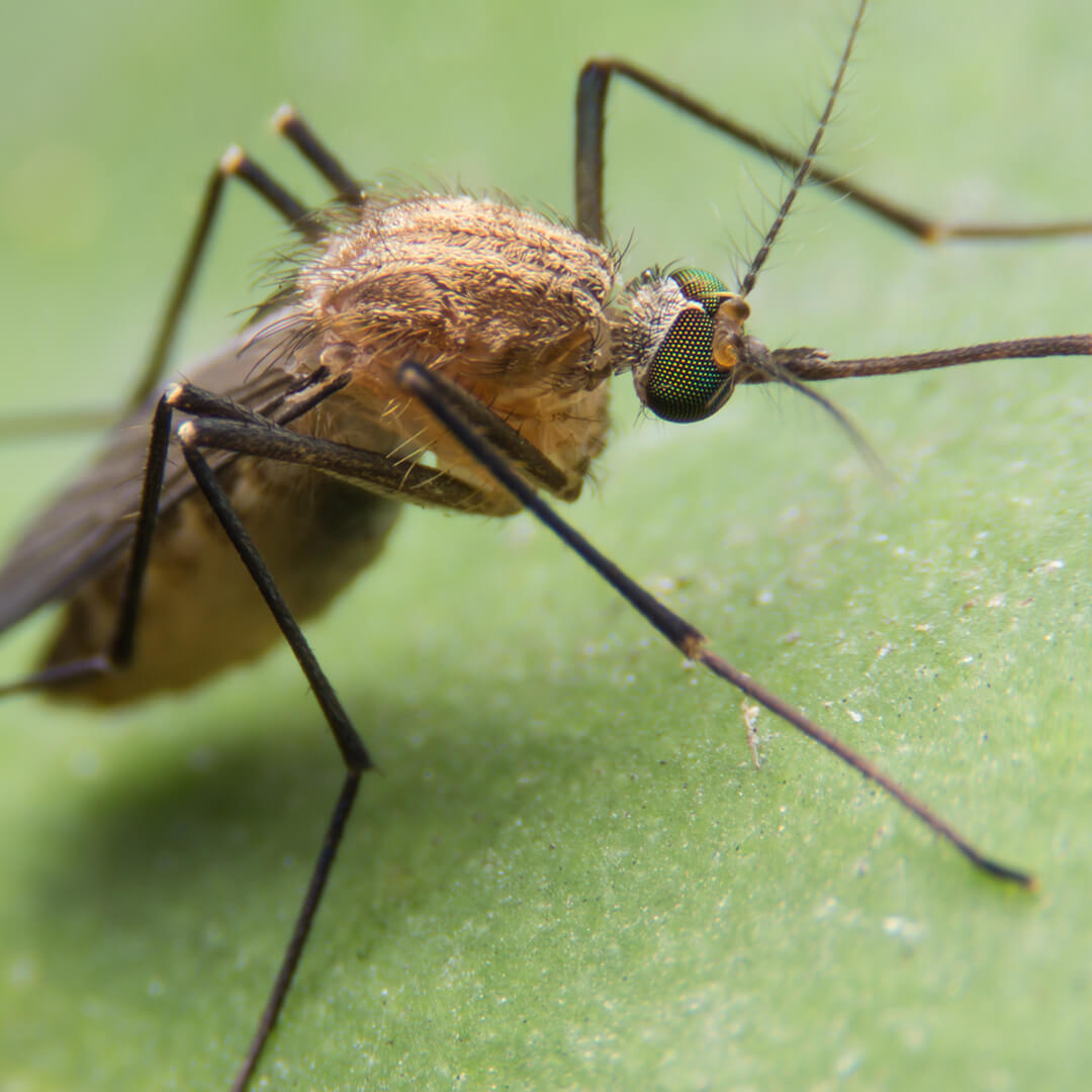 mosquito on leaf