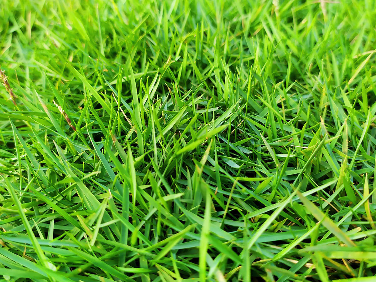 A closeup of Zoysia grass
