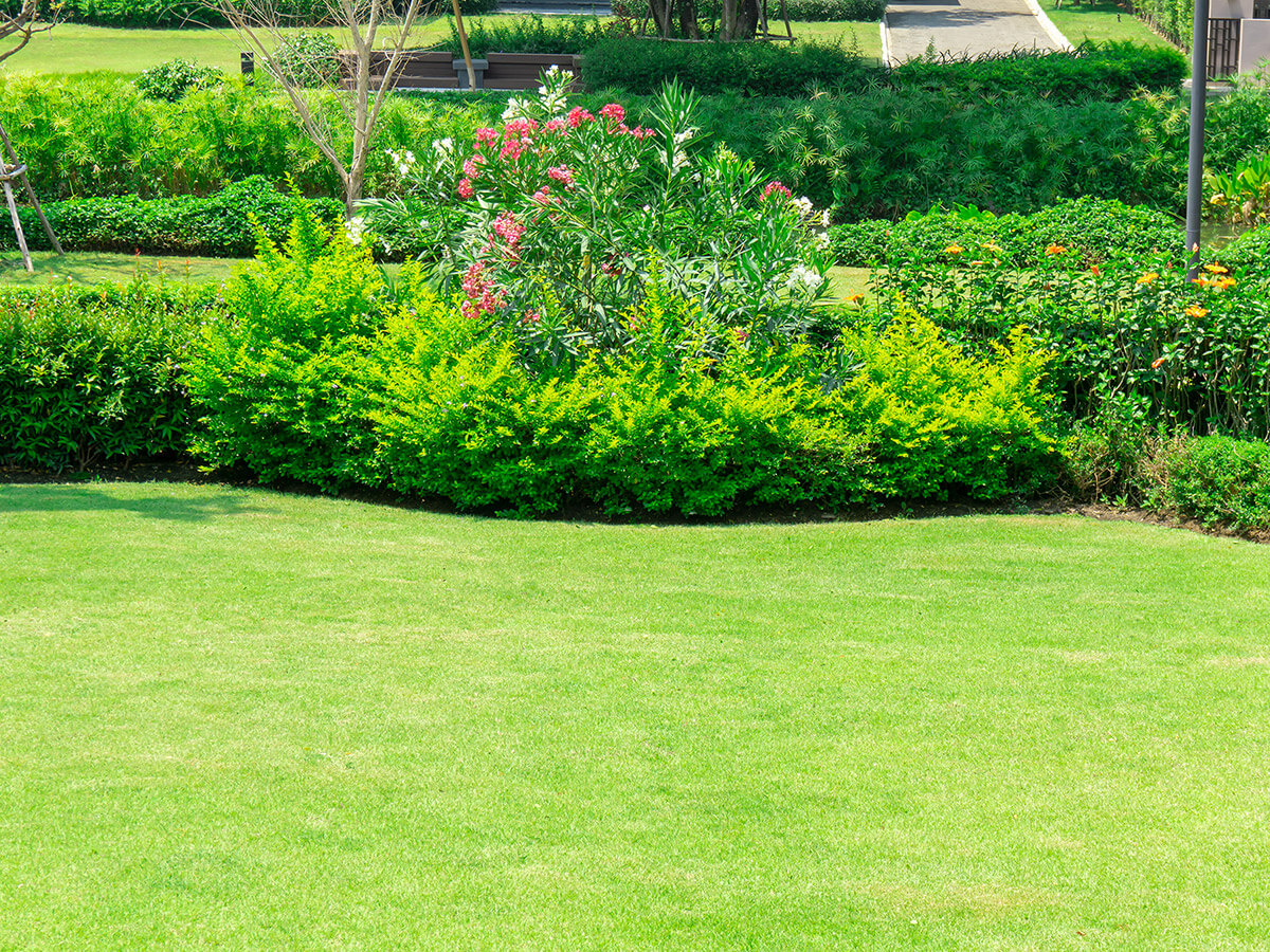 Sunlight shining over lawn