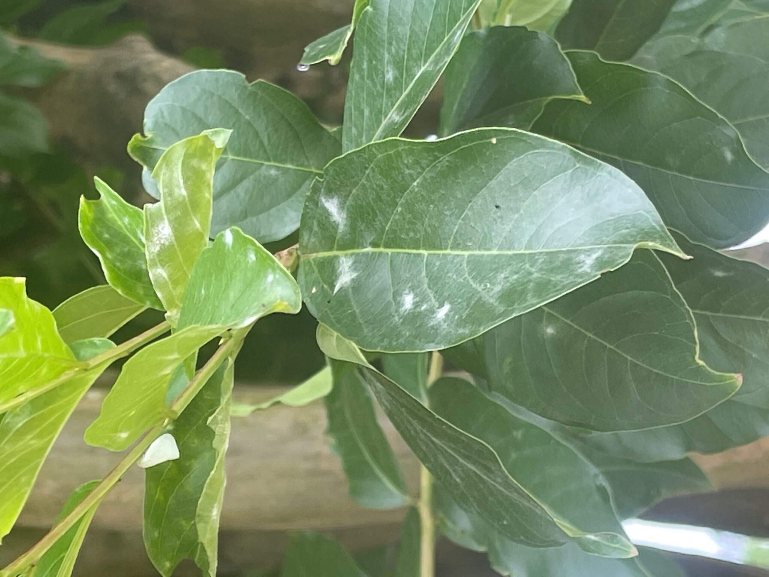 Powdery Mildew On Crape Myrtles | Simply Green