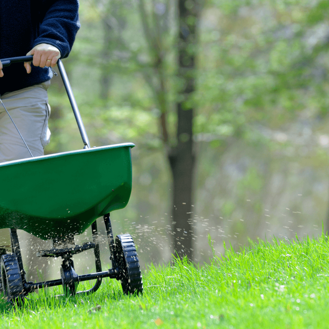 person fertilizing lawn