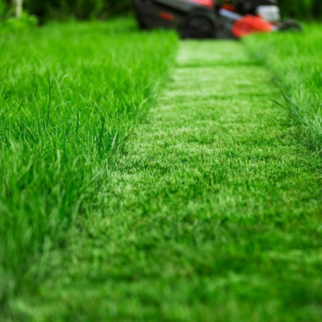 Mow ;lawn