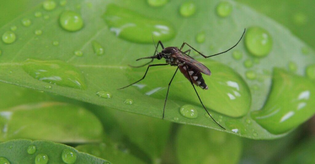 Mosquito on leaf