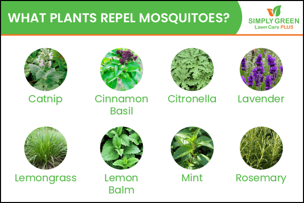 What plants deals repel mosquitoes