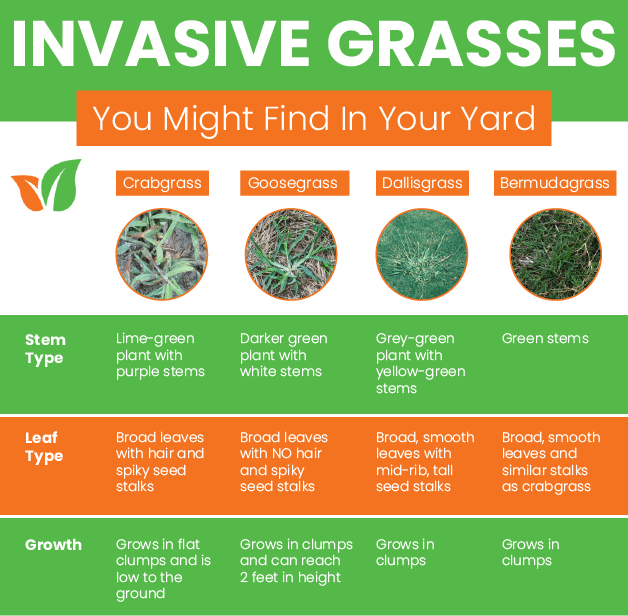 Invasive Grass Comparison Chart Simply Green Lawn Care Plus 01 