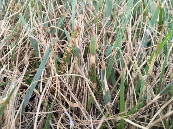 Brown Patch Fungus