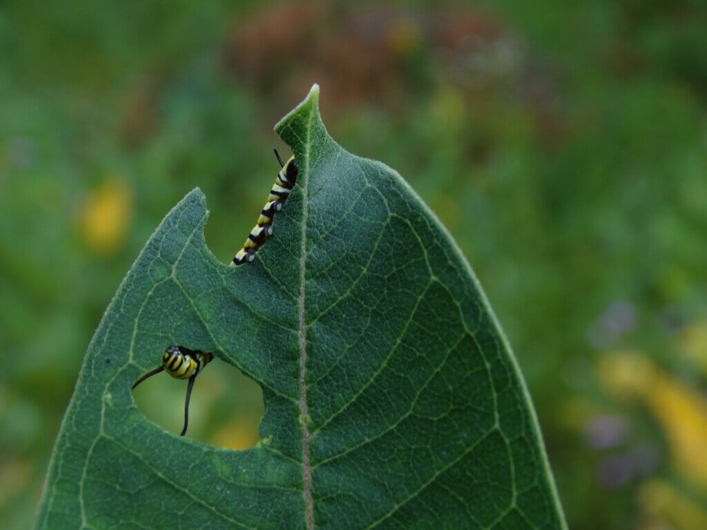 Garden Pests