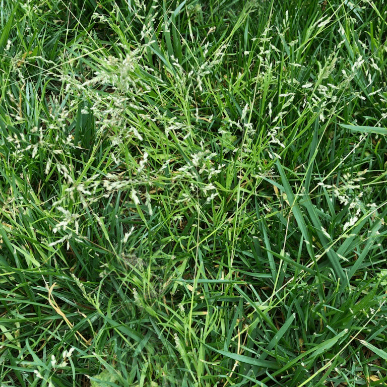 Poa Annua