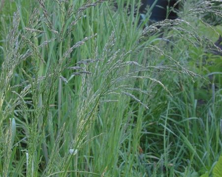 Poa Trivalis
