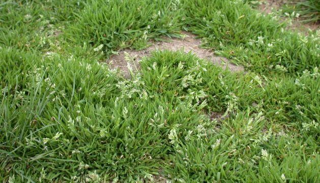 Poa deals annua grass