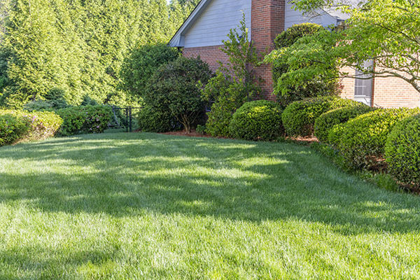 Photo of a Simply Green customer's lawn