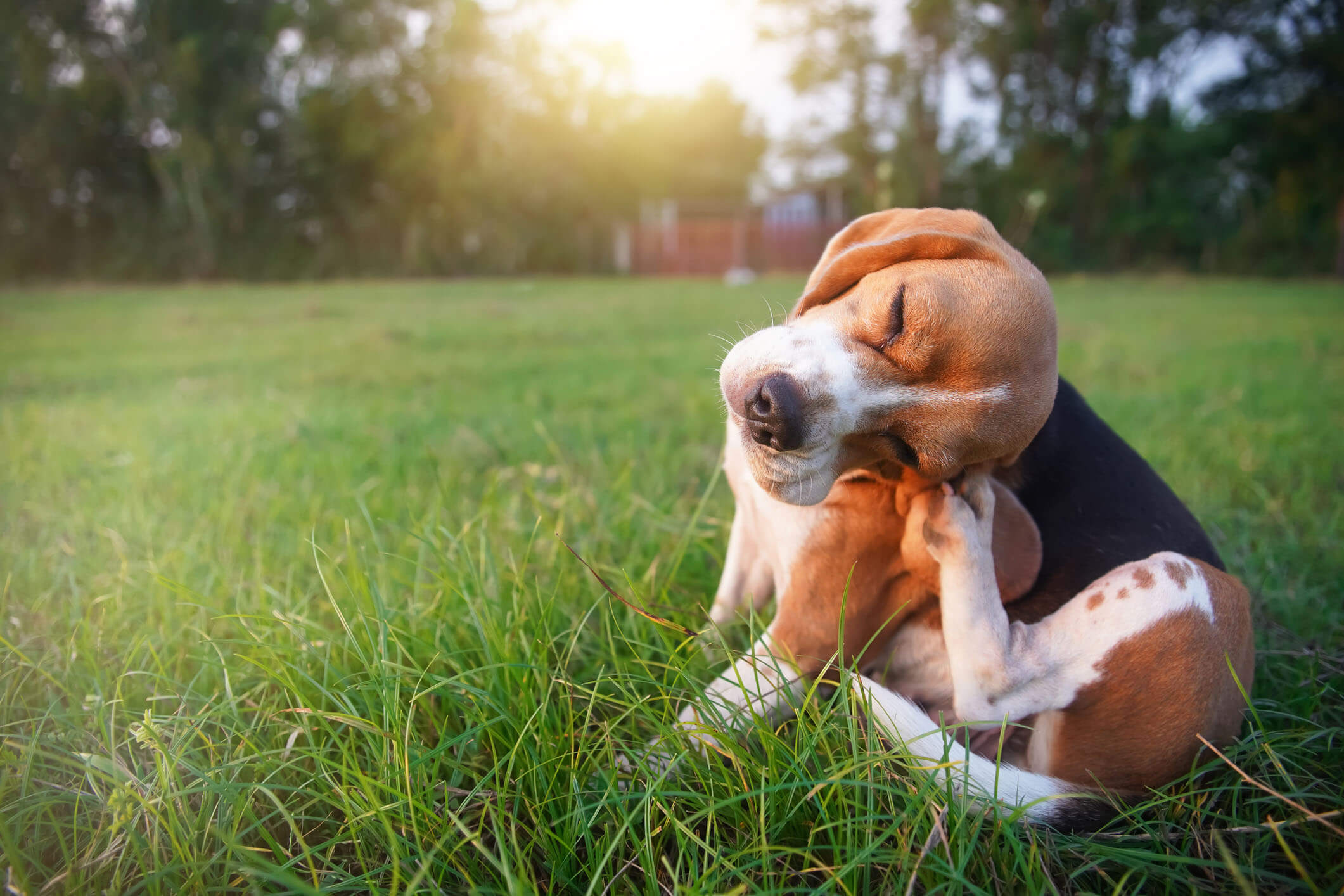Photo of Dog Scratching to Promote Simply Green Lawn Care's Flea and Tick Control Service