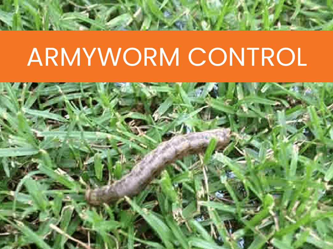 Armyworm Control