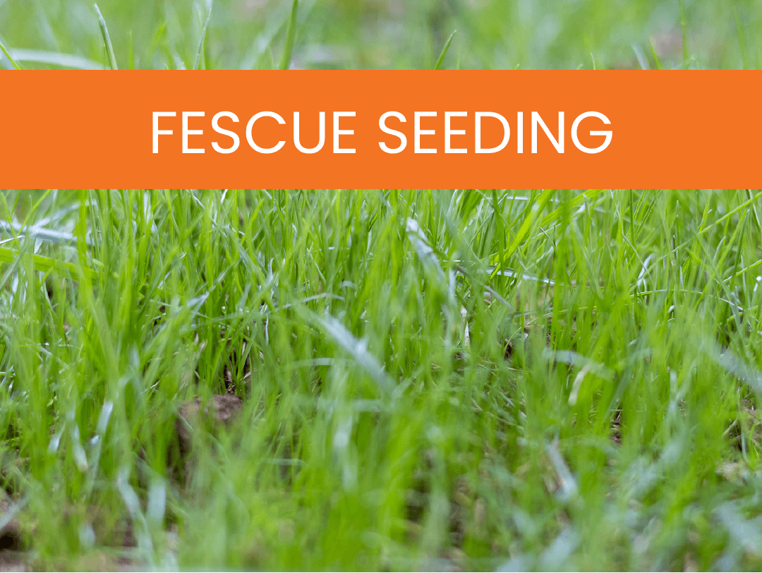 Fescue Seeding