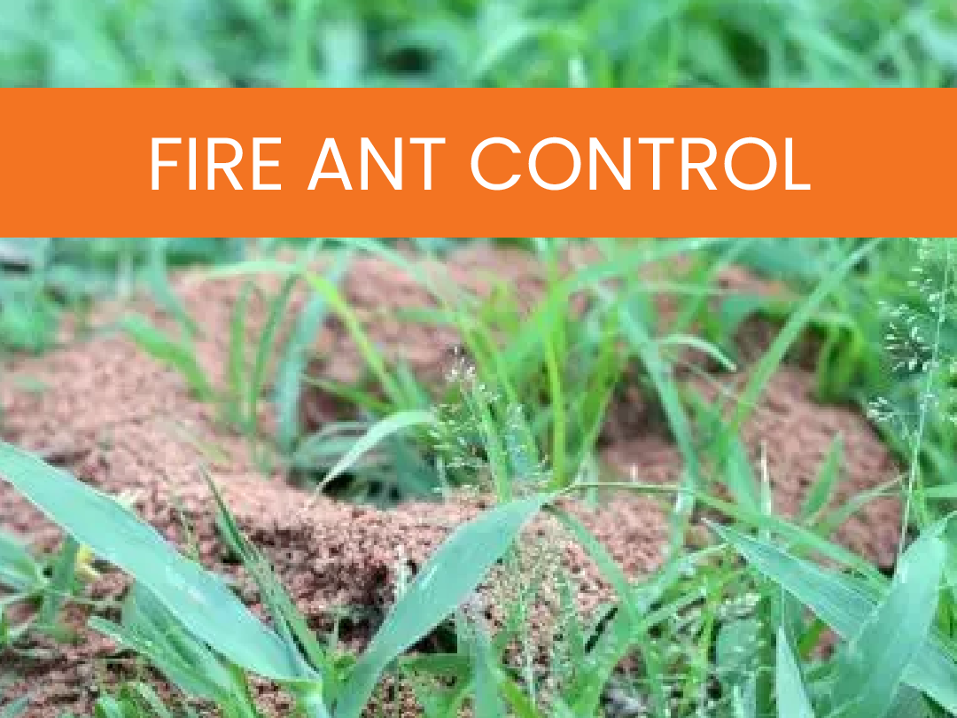 Fire Ant Control