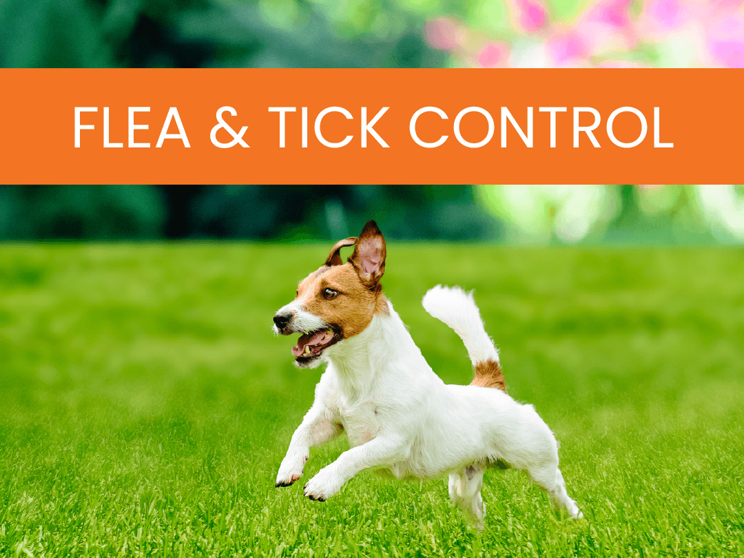 Flea & Tick Control