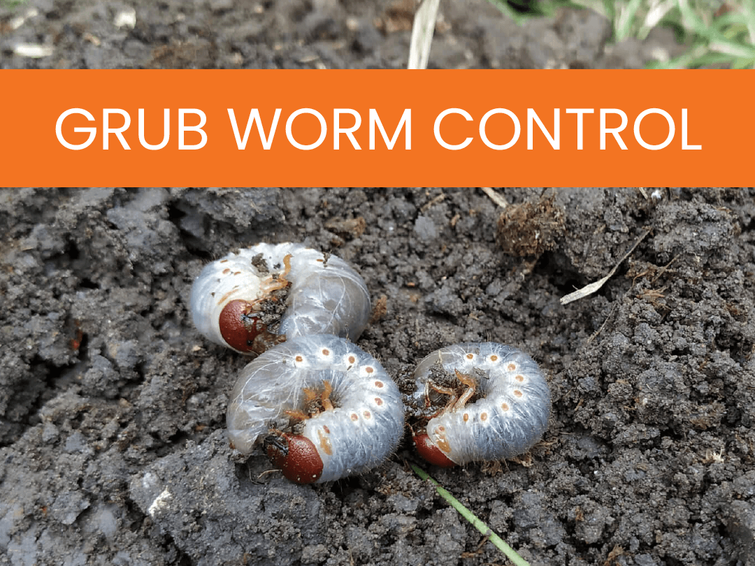 Grub Worm Control