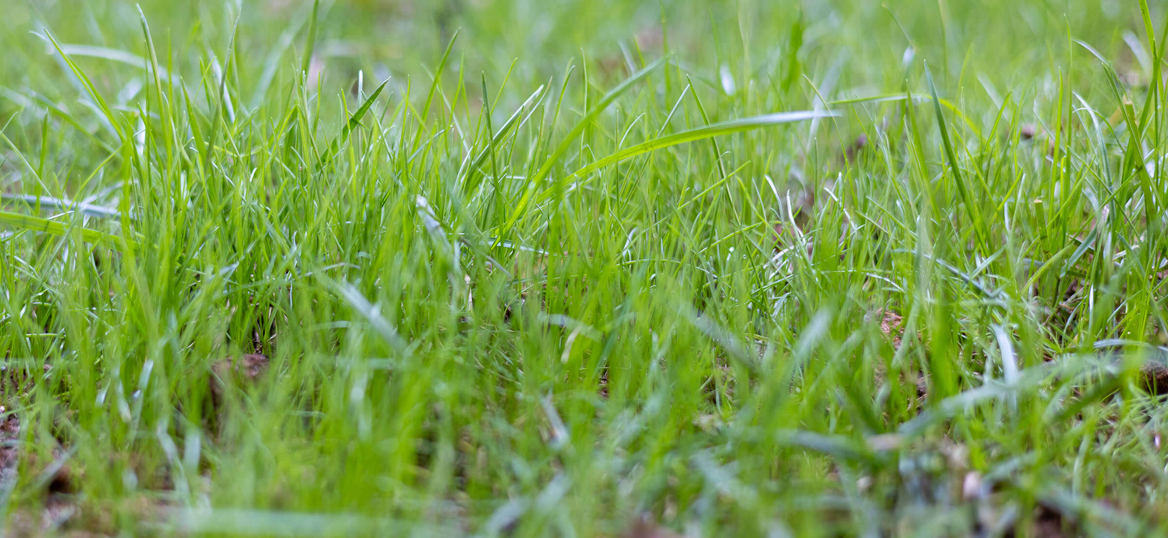 Close-up photo of fescue grass