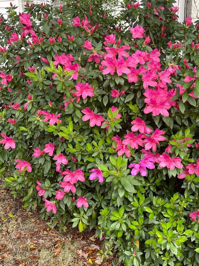 Photo of a flower bed