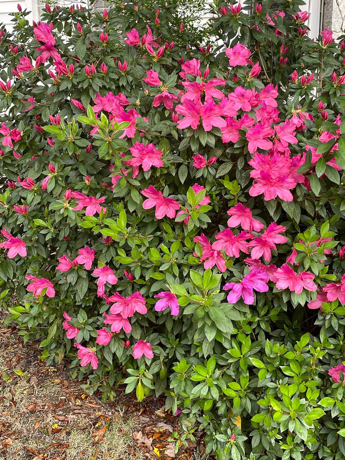 Photo of a flower bed