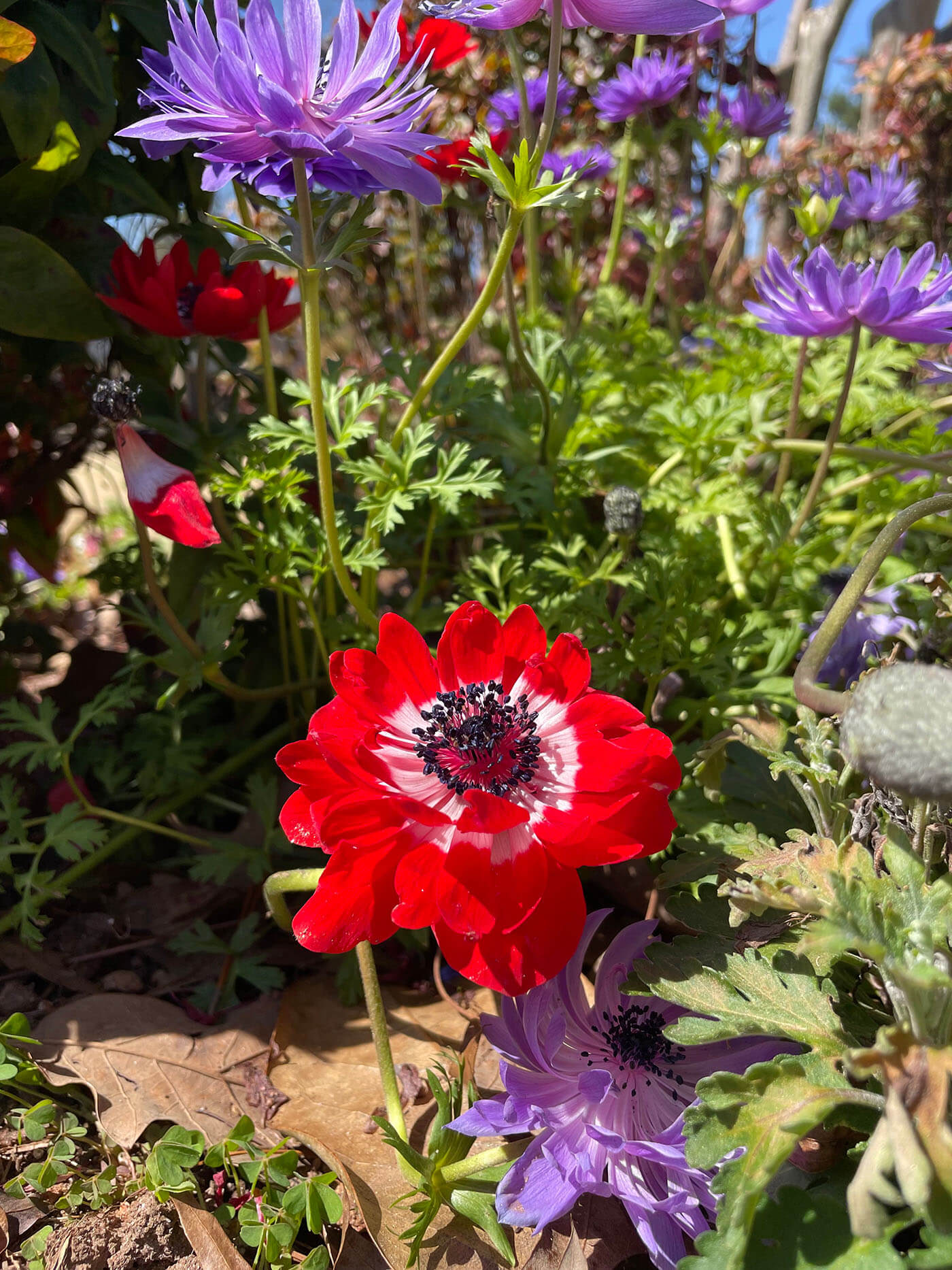 Picture of flowers in a landscape bed