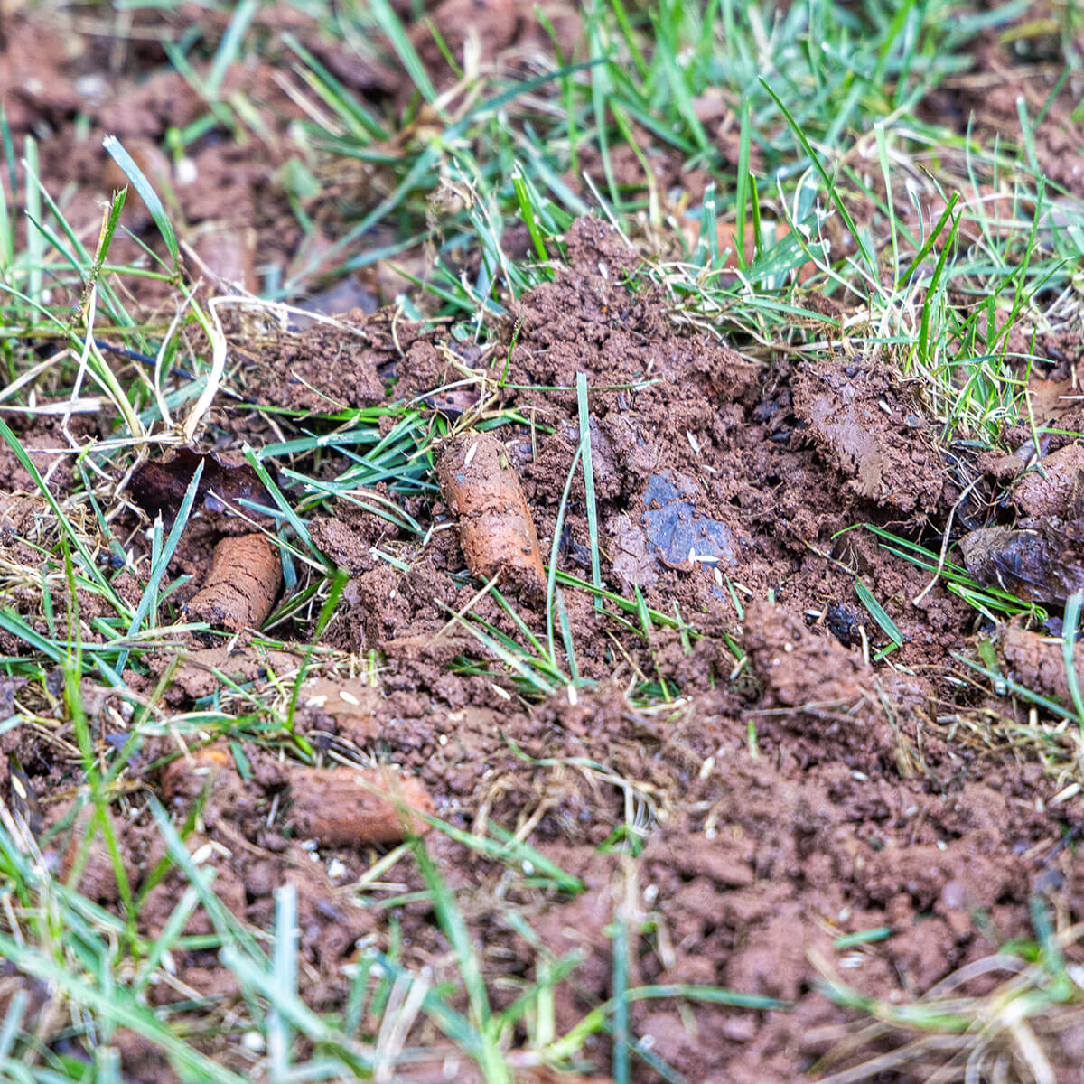 Photo of Core Aeration Plugs