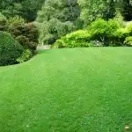 Exploring Biostimulants: Enhancing Your Lawn’s Health Naturally